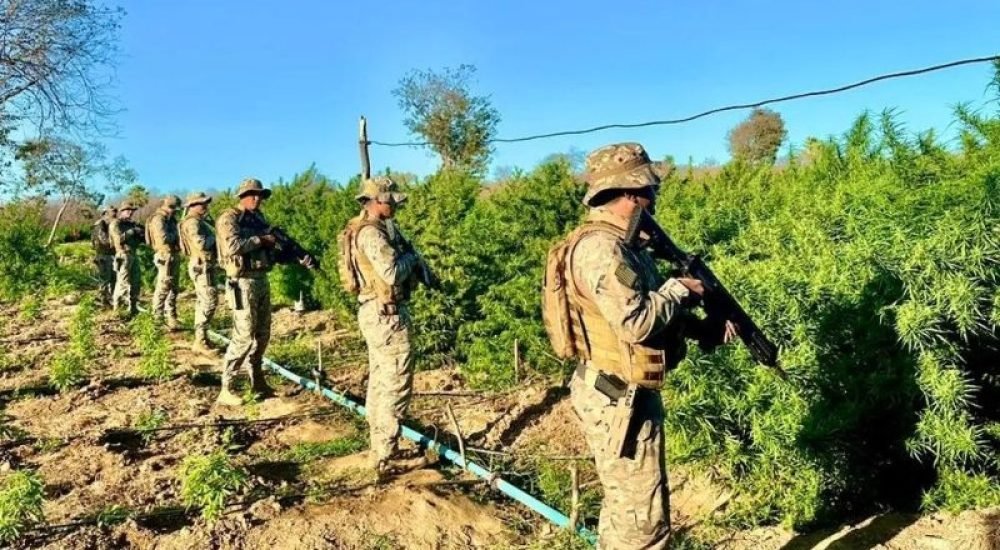 22jul24-pi-maconha-apreendida-0