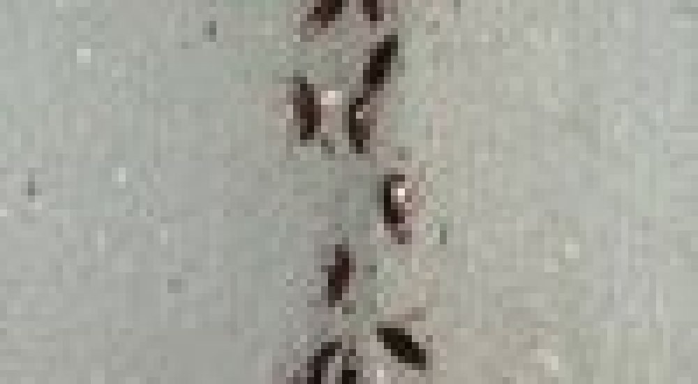 a9ff185391089482a57d62bff9abb789