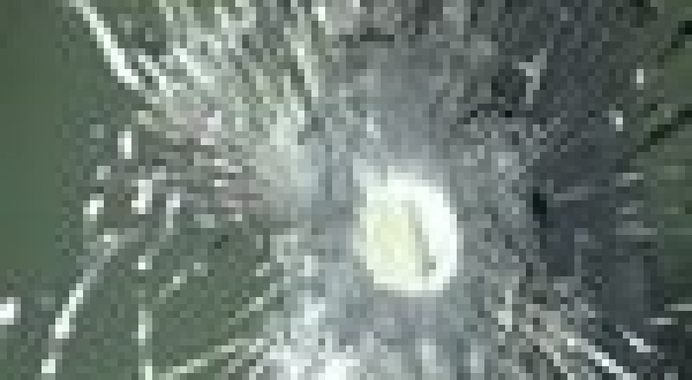 c3ca02515eed4fcf6667074342a4fc5d